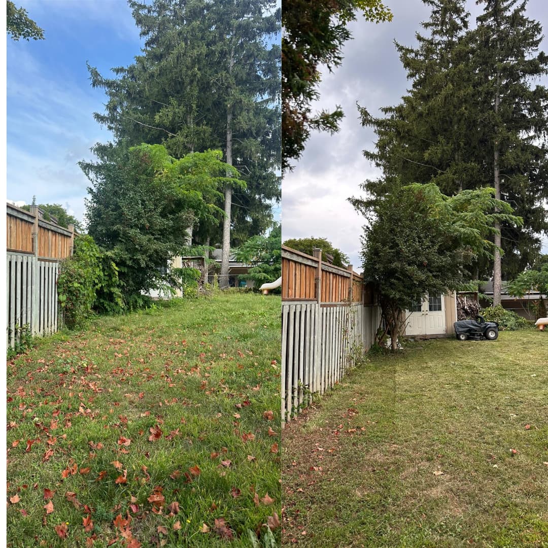 Backyard cleanup & mow — before and after