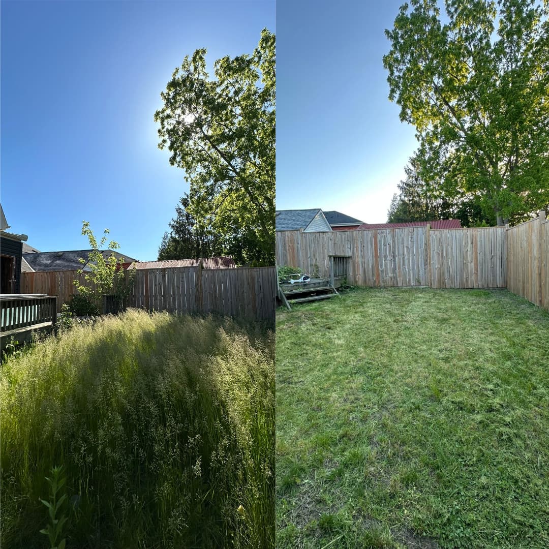 Overgrown backyard reclaimed — before and after